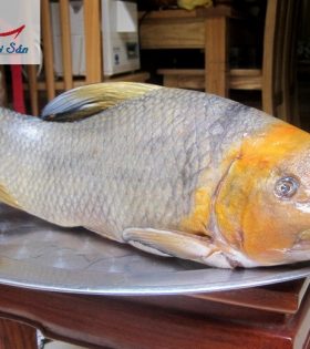 Cá anh vũ dầu vàng được bán tại Thành Hải Sản