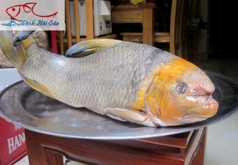 Cá anh vũ dầu vàng được bán tại Thành Hải Sản